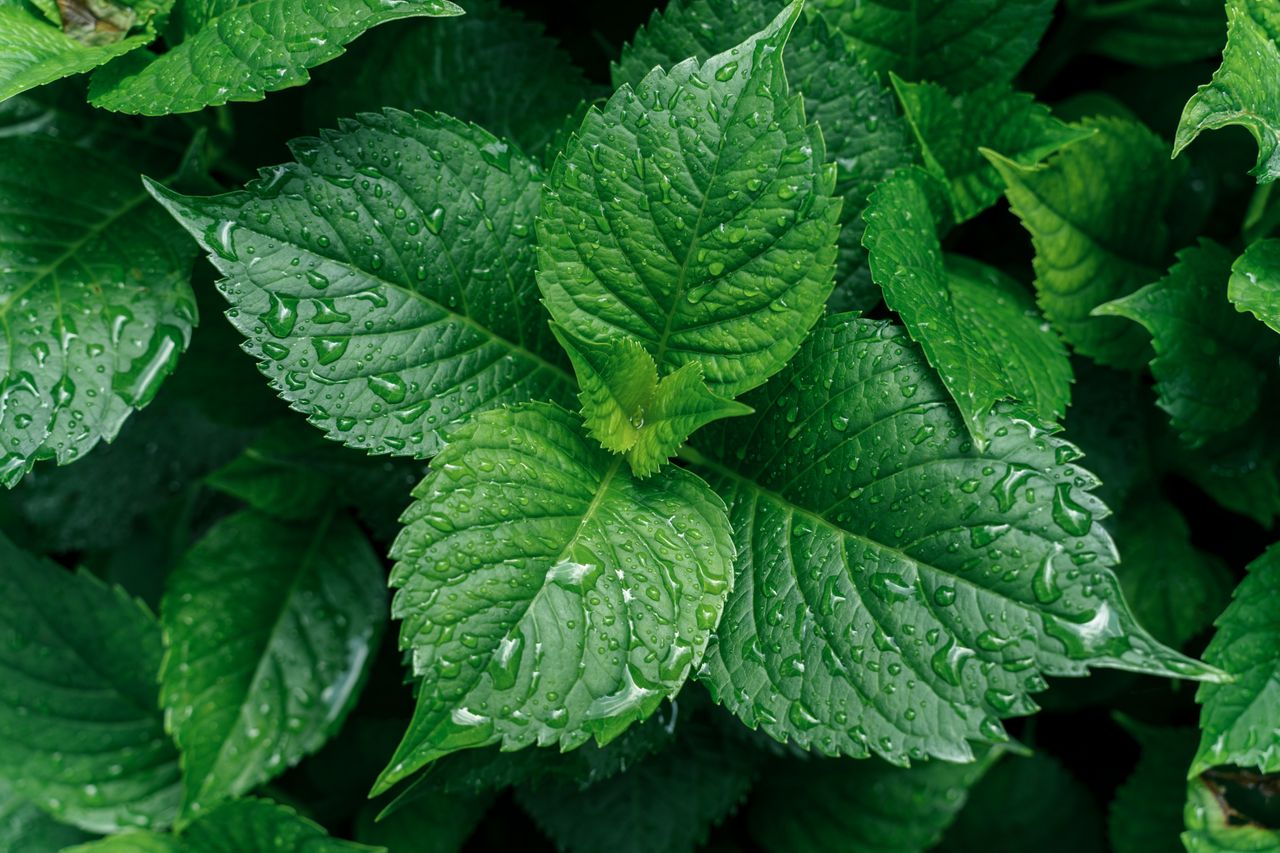 Nozakar peppermint gel — a new approach to the treatment of rhinitis